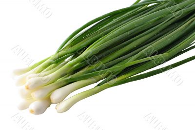The fresh green onions broken from a bed, dew drop still shine o The fresh green onions broken from a bed, dew drop still shine o