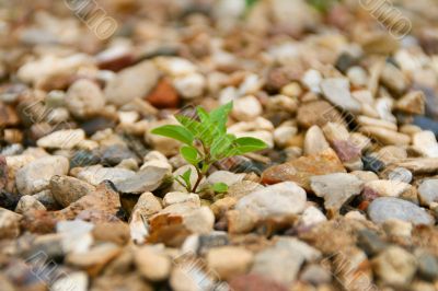 Plant on stones Plant on stones