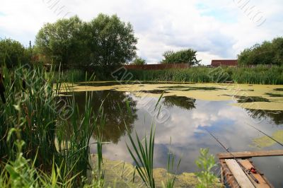 Pond grown with a cane