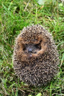 Protection of a hedgehog