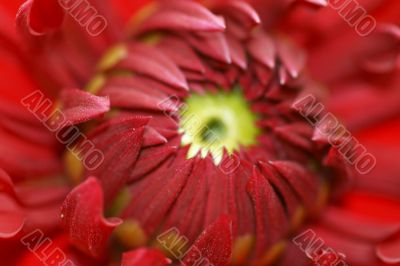 Dahlia Dahlia