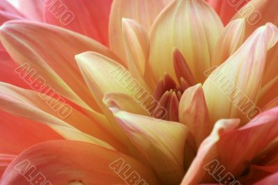 Dahlia Dahlia