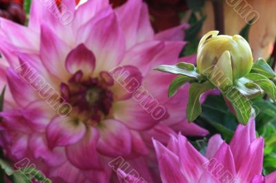 Dahlia Dahlia