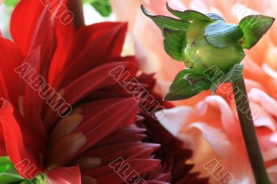 Dahlia Dahlia