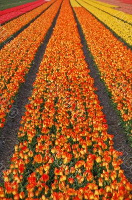 Dutch tulip fields