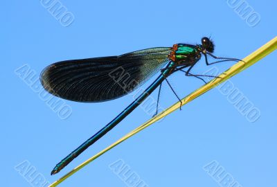 The dragonfly has a rest. The dragonfly has a rest.
