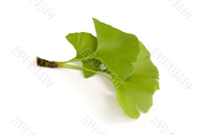 Gingko Leaves