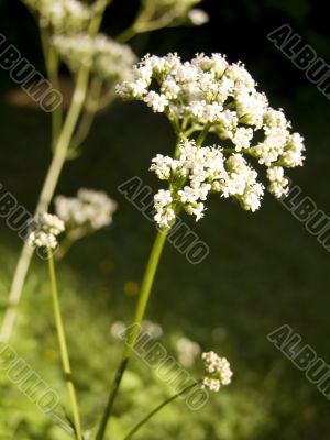 Valerian
