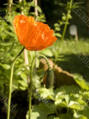 Poppy