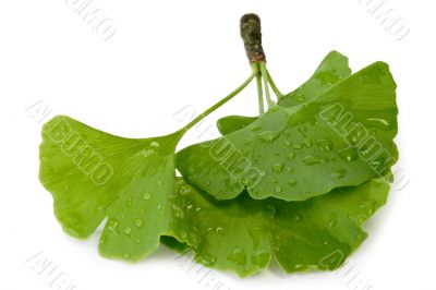 Fresh Gingko Leaves
