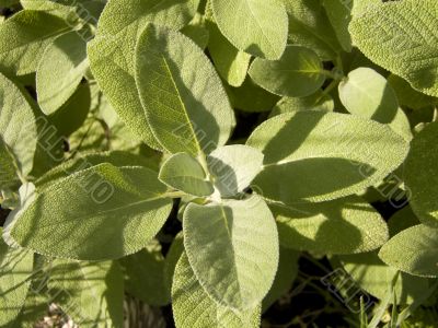 Sage