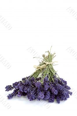 Bouquet of Lavender