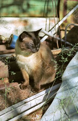 Siamese cat in starting-hole