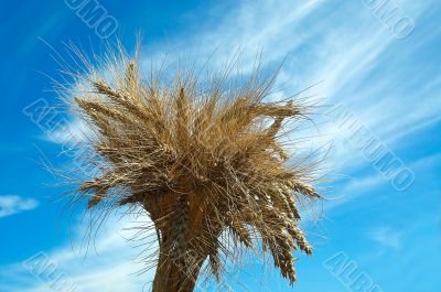 Brush of wheats. Brush of wheats.