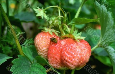 Strawberry`s proprietor