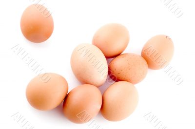 Egg on white background