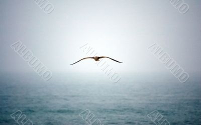 Lone Seagull