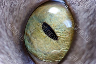 Eye of a cat