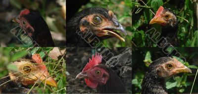 chicken chicken
