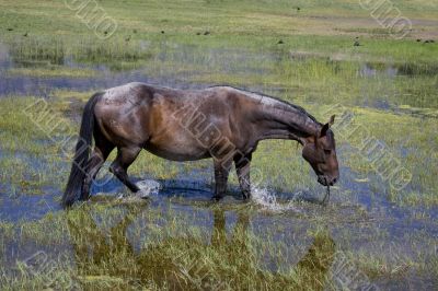 Horse Horse