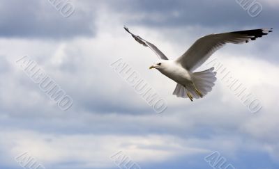 Seagull hovering in the sky