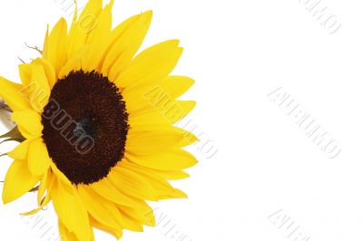 Bright yellow sunflower on white