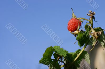 Raspberry on branch
