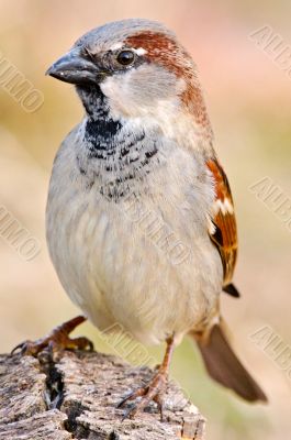 precious photo of a bird