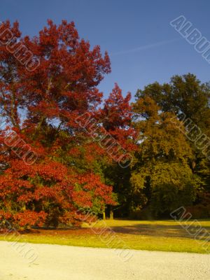 autumnal park