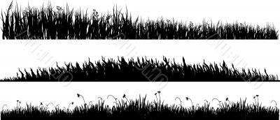 three variants of black grass