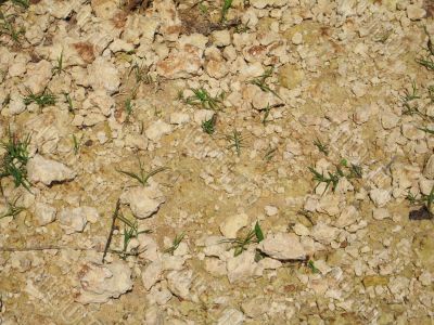 dry ground with small green plant background