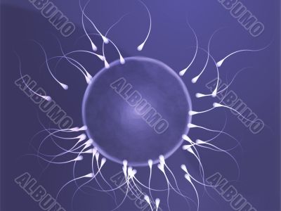 Human egg cell fertilization Human egg cell fertilization