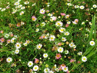 daisy background