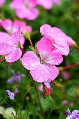 ivy leaf geranium