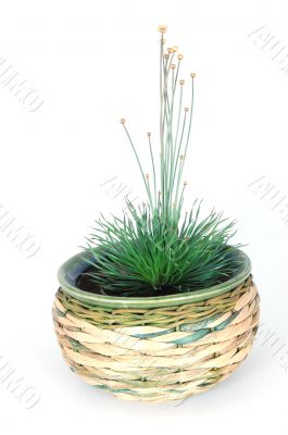 potted plant potted plant