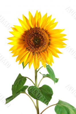 Sunflower Sunflower