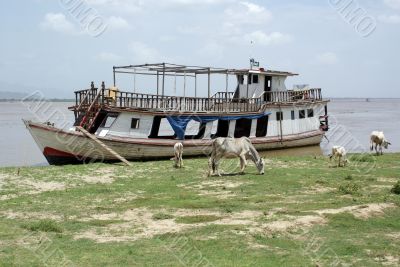 Boat and cows