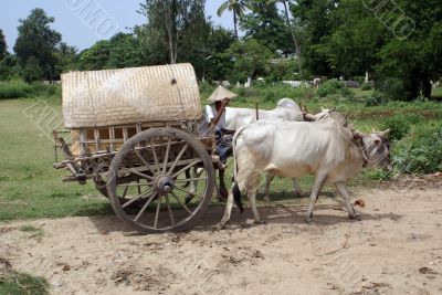 Cart with cows