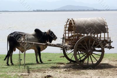 Cow and cart