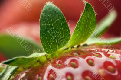 Close-up Strawberries