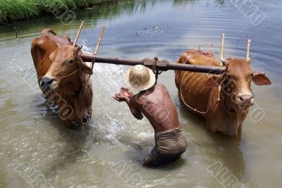 Man and cattle