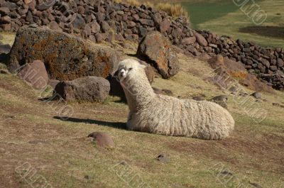 Lama in Sillustani