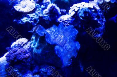 Sea Life Sea Life