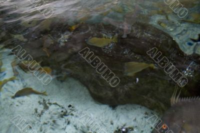 Sea Life Sea Life