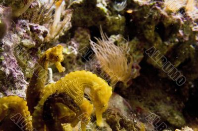 Sea Life Sea Life