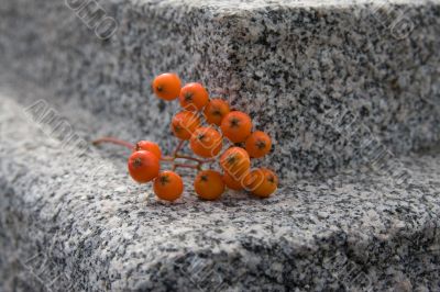 rowanberry on granite