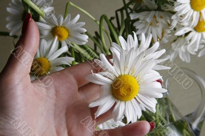 Bouquet of camomiles