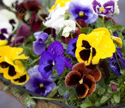 Blossoming flowers of Pansies