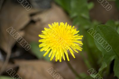 Blossoming flower of Dandelion