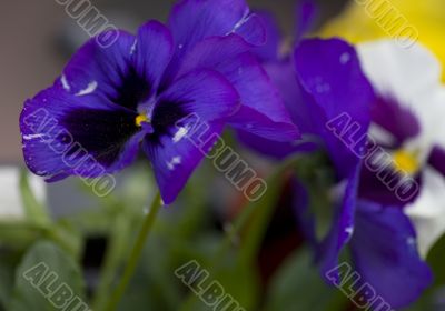 Blossoming flowers of Pansies